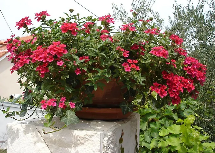 Apartman Olea